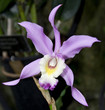 purple orchid purple orchid