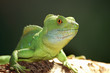 gecko