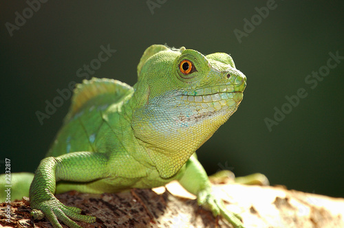 gecko