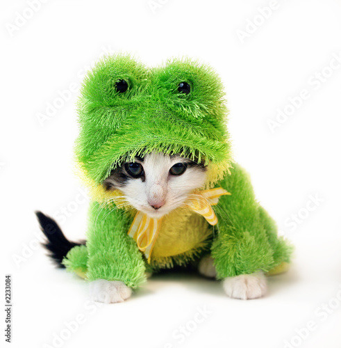 Frog Kitten