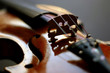 violin