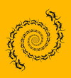 salamander dance