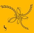 salamander dance