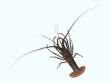 lobster