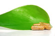 tabletten - medizin