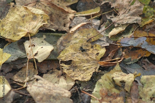leaves in autumn