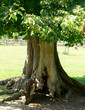 Photo: tree tree