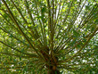 Photo: arbre - tree arbre - tree