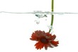 flower under water