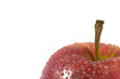 wet red apple right frame