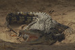 nile crocodile