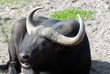 head of cape buffalo
