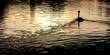 swan sunset swan sunset