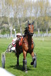 trot attelé