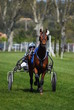 Photos : trot attel�