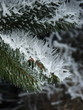 sapin glacé sapin glacé