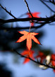trees and leaves
