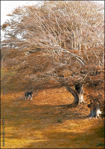 Photo: trees and leaves trees and leaves