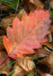 trees and leaves