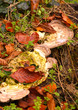 leaves