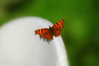 comma butterfly (polygonia c-album)