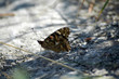 painted lady butterfly (vanessa cardui) resting