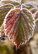 leaves