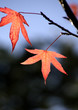 trees and leaves