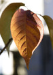 trees and leaves