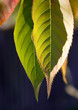 trees and leaves
