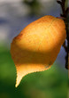 trees and leaves