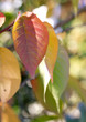 trees and leaves