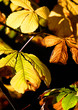 trees and leaves