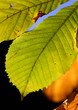 trees and leaves