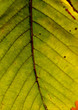 trees and leaves