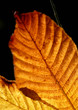 trees and leaves