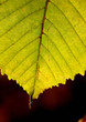 trees and leaves
