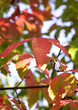 trees and leaves