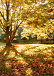 trees and leaves