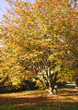 trees and leaves
