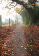 trees and leaves