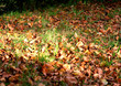 leaves