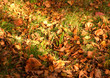 leaves