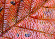 trees and leaves