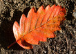 trees and leaves