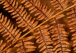 fern
