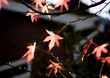 trees and leaves