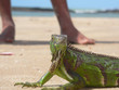 iguane iguane