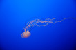 jellyfish swimming