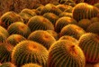 barrel cactus farm